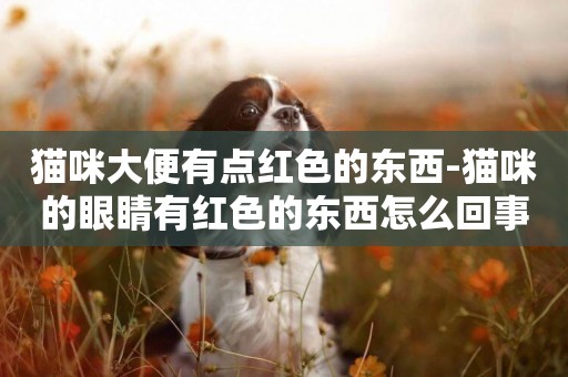 貓咪大便有點紅色的東西-貓咪的眼睛有紅色的東西怎么回事