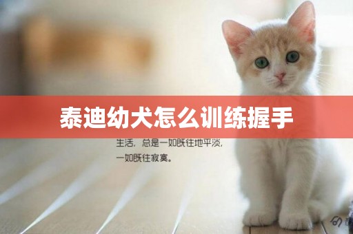 泰迪幼犬怎么訓練握手