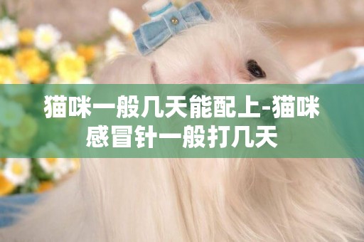 貓咪一般幾天能配上-貓咪感冒針一般打幾天