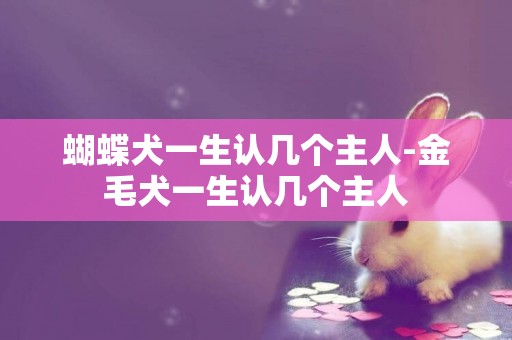 蝴蝶犬一生認幾個主人-金毛犬一生認幾個主人