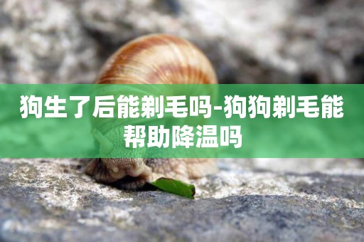 狗生了后能剃毛嗎-狗狗剃毛能幫助降溫嗎