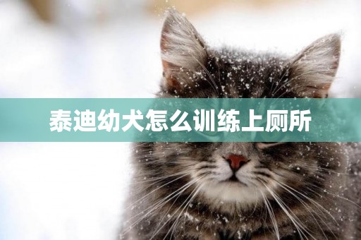 泰迪幼犬怎么訓練上廁所