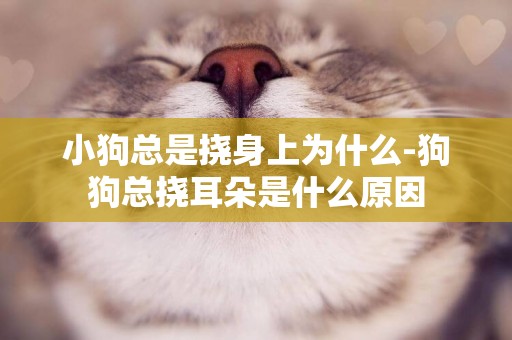 小狗總是撓身上為什么-狗狗總撓耳朵是什么原因