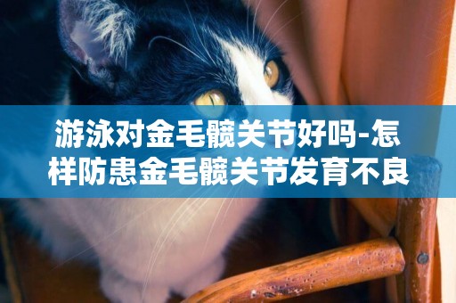 游泳對金毛髖關節好嗎-怎樣防患金毛髖關節發育不良