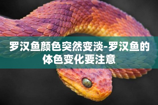 羅漢魚顏色突然變淡-羅漢魚的體色變化要注意