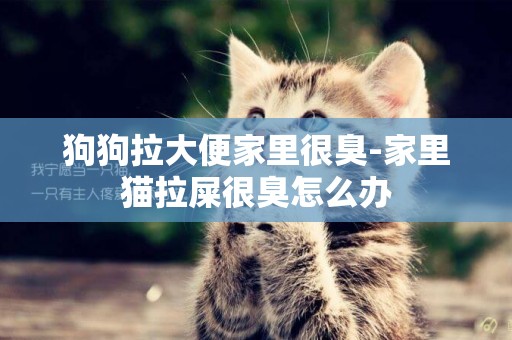 狗狗拉大便家里很臭-家里貓拉屎很臭怎么辦