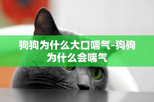 狗狗為什么大口喘氣-狗狗為什么會喘氣