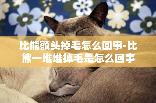 比熊額頭掉毛怎么回事-比熊一堆堆掉毛是怎么回事