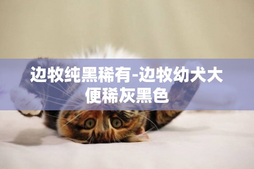 邊牧純黑稀有-邊牧幼犬大便稀灰黑色