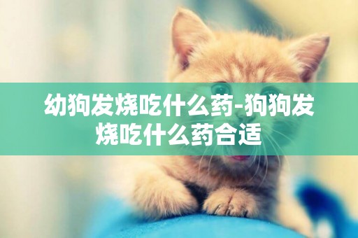 幼狗發燒吃什么藥-狗狗發燒吃什么藥合適