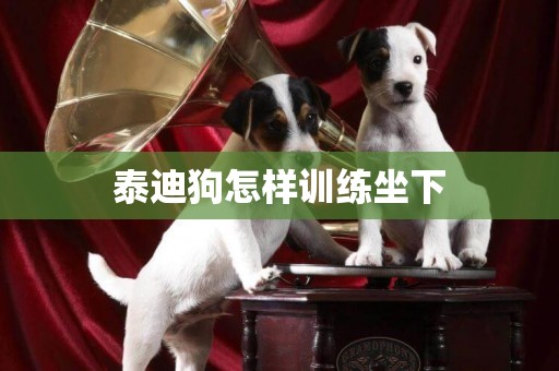 泰迪狗怎樣訓練坐下