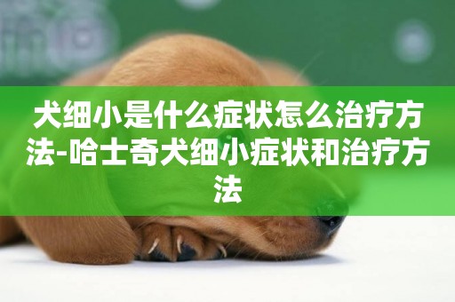犬細小是什么癥狀怎么治療方法-哈士奇犬細小癥狀和治療方法