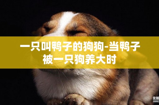 一只叫鴨子的狗狗-當鴨子被一只狗養大時