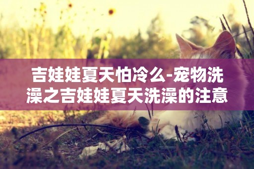 吉娃娃夏天怕冷么-寵物洗澡之吉娃娃夏天洗澡的注意事項