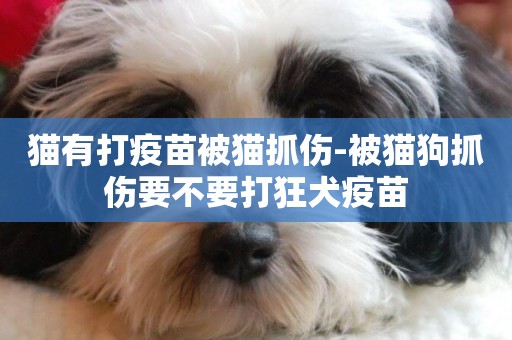 貓有打疫苗被貓抓傷-被貓狗抓傷要不要打狂犬疫苗