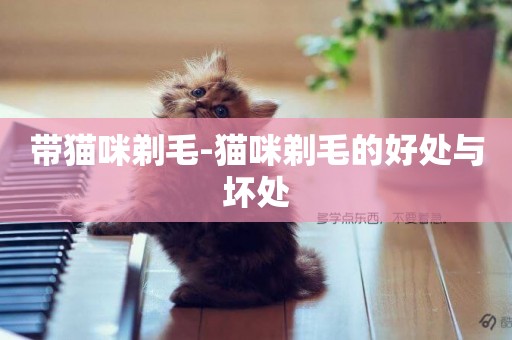 帶貓咪剃毛-貓咪剃毛的好處與壞處