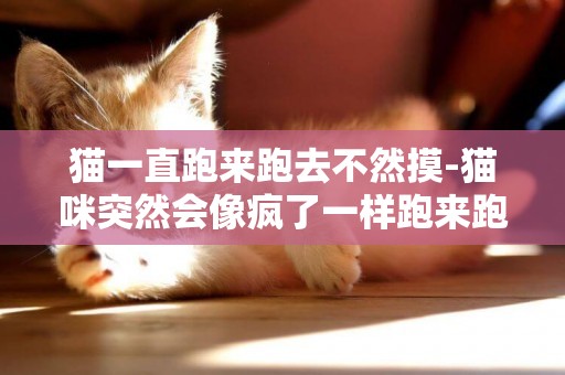 貓一直跑來跑去不然摸-貓咪突然會像瘋了一樣跑來跑去是什么原因