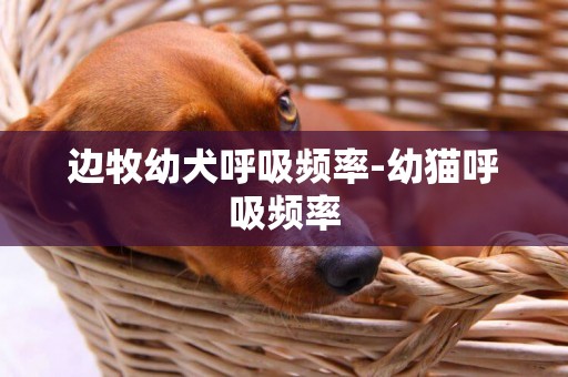 邊牧幼犬呼吸頻率-幼貓呼吸頻率