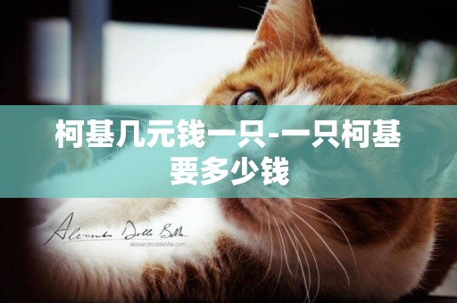 柯基幾元錢一只-一只柯基要多少錢
