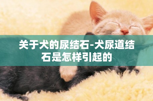關于犬的尿結石-犬尿道結石是怎樣引起的