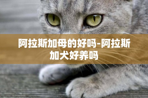 阿拉斯加母的好嗎-阿拉斯加犬好養嗎