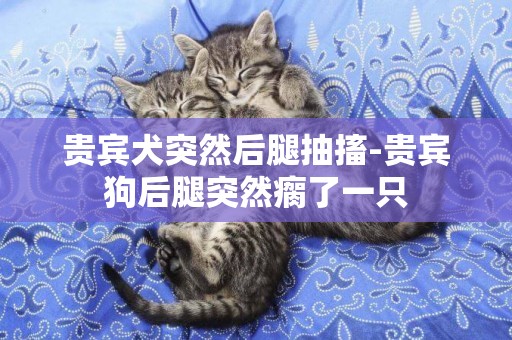 貴賓犬突然后腿抽搐-貴賓狗后腿突然瘸了一只
