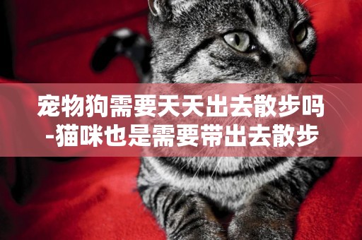寵物狗需要天天出去散步嗎-貓咪也是需要帶出去散步的