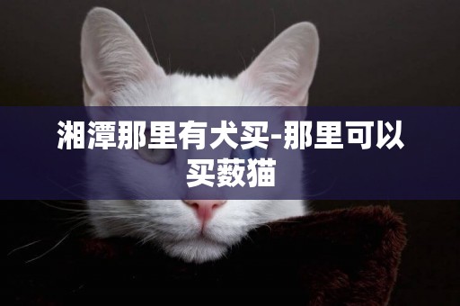 湘潭那里有犬買-那里可以買藪貓