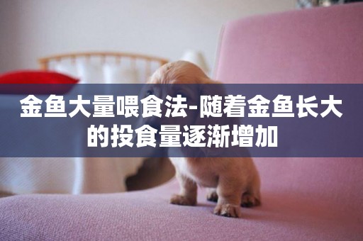 金魚大量喂食法-隨著金魚長大的投食量逐漸增加