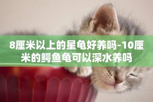 8厘米以上的星龜好養嗎-10厘米的鱷魚龜可以深水養嗎