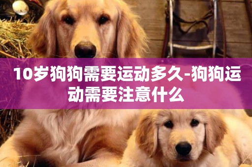 10歲狗狗需要運動多久-狗狗運動需要注意什么