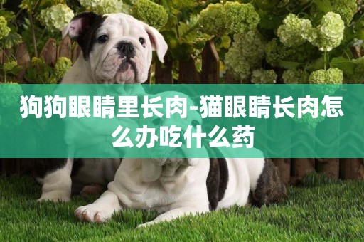 狗狗眼睛里長肉-貓眼睛長肉怎么辦吃什么藥