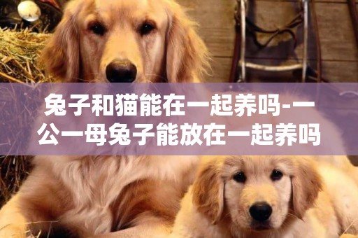 兔子和貓能在一起養嗎-一公一母兔子能放在一起養嗎