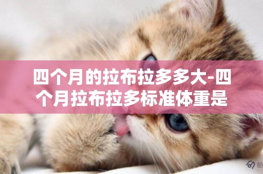 四個月的拉布拉多多大-四個月拉布拉多標準體重是