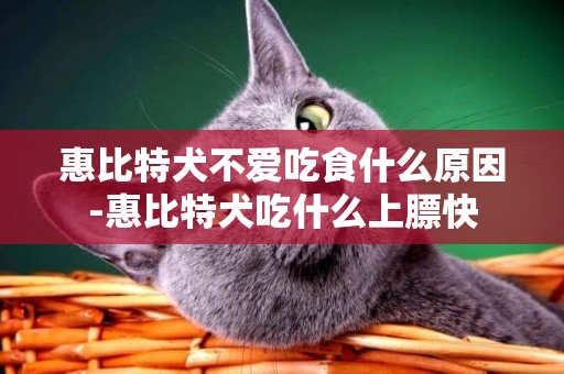 惠比特犬不愛吃食什么原因-惠比特犬吃什么上膘快