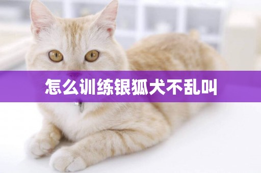 怎么訓練銀狐犬不亂叫