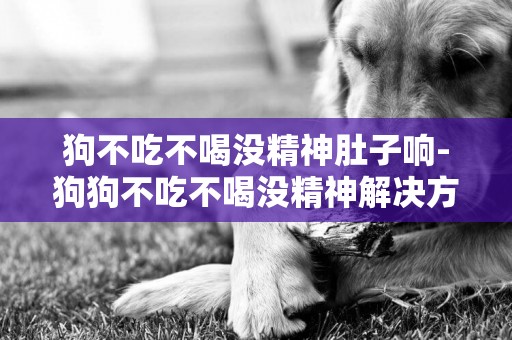 狗不吃不喝沒精神肚子響-狗狗不吃不喝沒精神解決方法