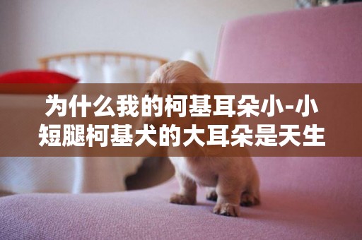 為什么我的柯基耳朵小-小短腿柯基犬的大耳朵是天生的么