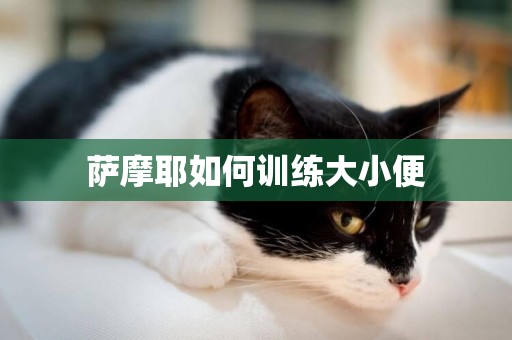 薩摩耶如何訓練大小便