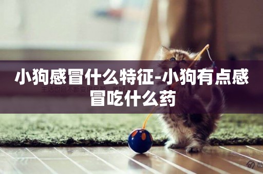 小狗感冒什么特征-小狗有點感冒吃什么藥