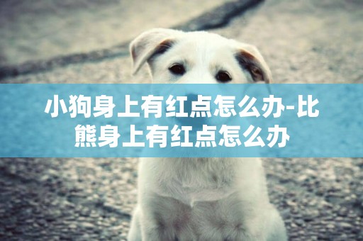 小狗身上有紅點怎么辦-比熊身上有紅點怎么辦