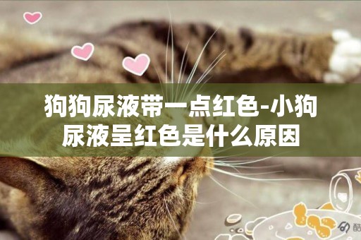 狗狗尿液帶一點紅色-小狗尿液呈紅色是什么原因