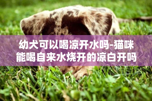 幼犬可以喝涼開水嗎-貓咪能喝自來水燒開的涼白開嗎