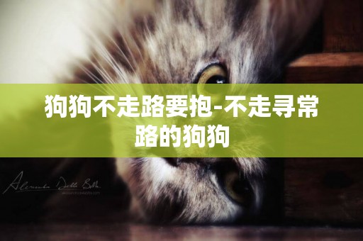 狗狗不走路要抱-不走尋常路的狗狗