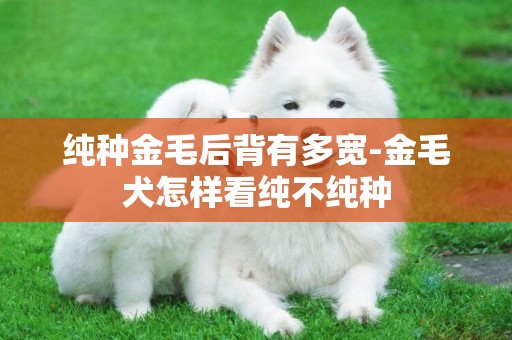 純種金毛后背有多寬-金毛犬怎樣看純不純種