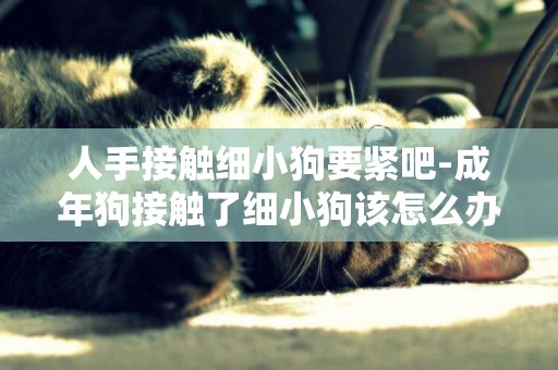 人手接觸細小狗要緊吧-成年狗接觸了細小狗該怎么辦
