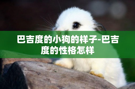 巴吉度的小狗的樣子-巴吉度的性格怎樣