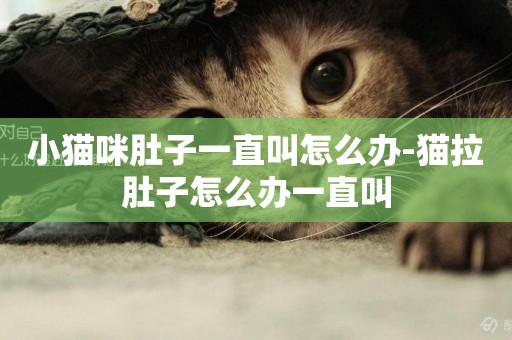 小貓咪肚子一直叫怎么辦-貓拉肚子怎么辦一直叫