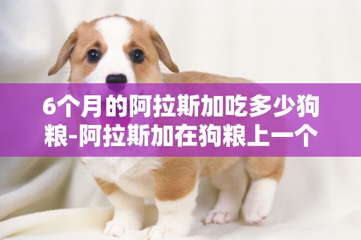 6個月的阿拉斯加吃多少狗糧-阿拉斯加在狗糧上一個月要花多少錢