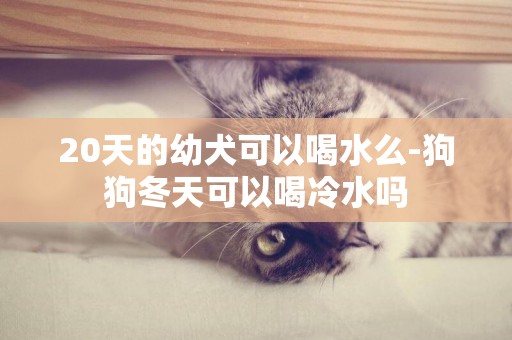 20天的幼犬可以喝水么-狗狗冬天可以喝冷水嗎